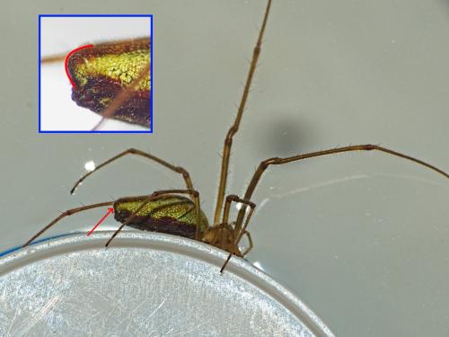 Tetragnatha extensa